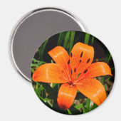 Vibrant oranje-Aziatische lantaarnpaal Magneet (Voorkant / Achterkant)