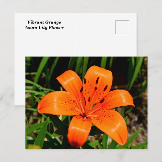 Vibrant oranje Aziatische Lily Flower Briefkaart (Voorkant / Achterkant)