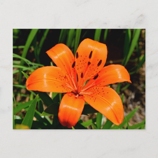 Vibrant oranje Aziatische Lily Flower Briefkaart (Voorkant)