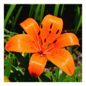 Vibrant oranje Aziatische Lily Flower Foto Afdruk (Voorkant)