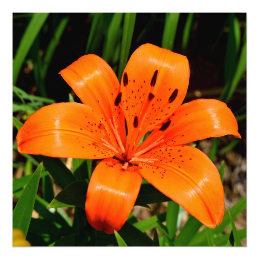 Vibrant oranje Aziatische Lily Flower Foto Afdruk (Voorkant)