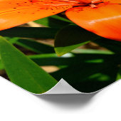 Vibrant oranje Aziatische Lily Flower Poster (Hoek)