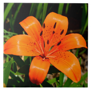 Vibrant oranje Aziatische Lily Flower Tegeltje