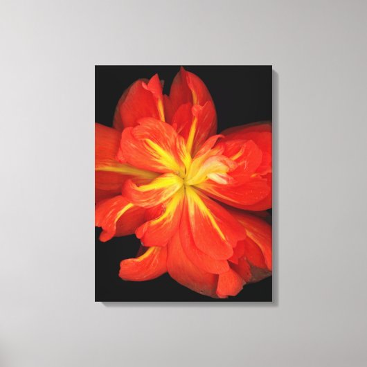 Vibrant Oranje Begonia Macro Canvas Afdruk (Voorkant)