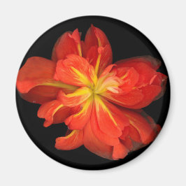 Vibrant Oranje Begonia Macro Magneet