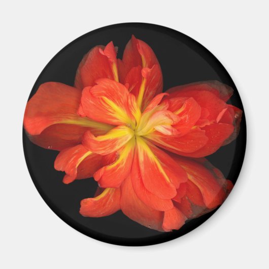 Vibrant Oranje Begonia Macro Magneet (Voorkant)