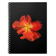 Vibrant Oranje Begonia Macro