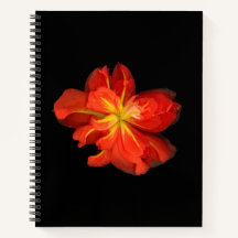 Vibrant Oranje Begonia Macro