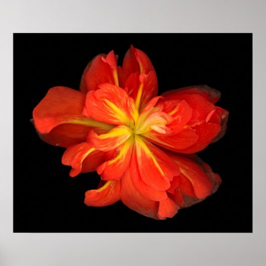 Vibrant Oranje Begonia Macro Poster (Voorkant)