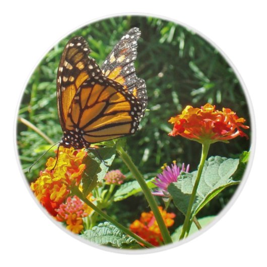 Vibrant Oranje monboogvlinder die op een ventilato Keramische Knop (Voorkant)