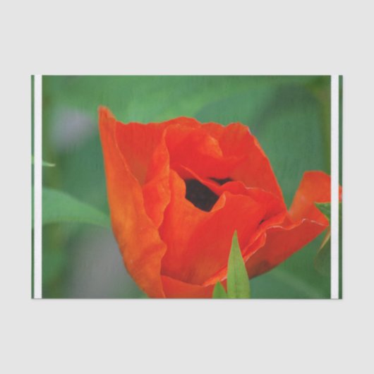 Vibrant Oranje papaver Tissuepapier (Voorkant)