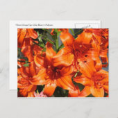 Vibrant Oranje tijgeling Briefkaart (Voorkant / Achterkant)