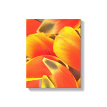 Vibrant Oranje Tulp Flower Petals Foto