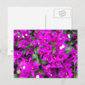 Vibrant Paars Bougainvillea Flowers Briefkaart (Voorkant / Achterkant)