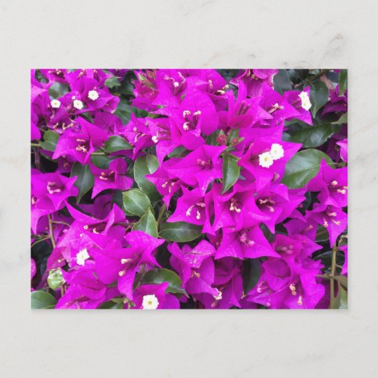 Vibrant Paars Bougainvillea Flowers Briefkaart (Voorkant)