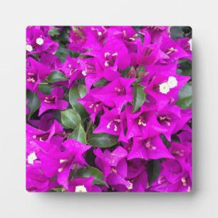 Vibrant Paars Bougainvillea Flowers Fotoplaat