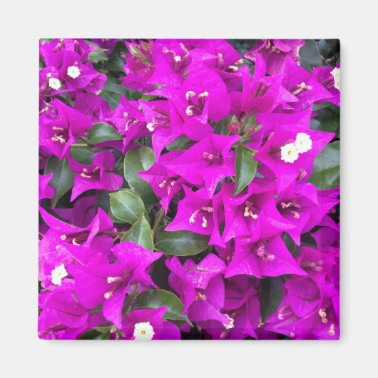 Vibrant Paars Bougainvillebloemen Magneet (Voorkant)