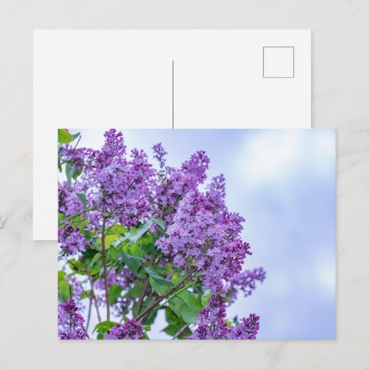 Vibrant Paarse Lila bloemen Briefkaart (Voorkant / Achterkant)