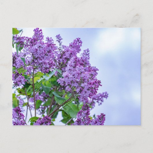 Vibrant Paarse Lila bloemen Briefkaart (Voorkant)