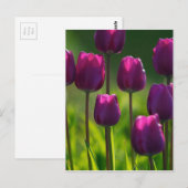 VIBRANT PAARSE TULIPS BRIEFKAART (Voorkant / Achterkant)