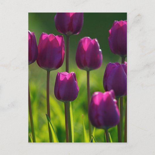 VIBRANT PAARSE TULIPS BRIEFKAART (Voorkant)