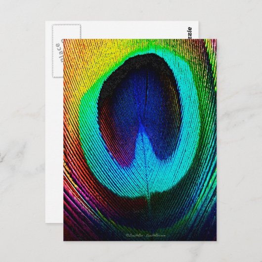 Vibrant Peacock Feather Briefkaart (Voorkant / Achterkant)