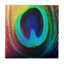 Vibrant Peacock Feather