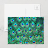 Vibrant Peacock Feathers Briefkaart (Voorkant / Achterkant)