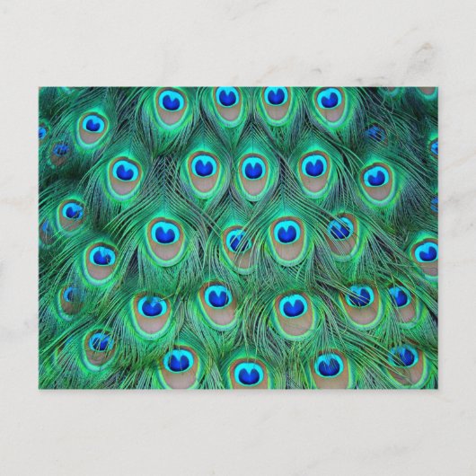 Vibrant Peacock Feathers Briefkaart (Voorkant)