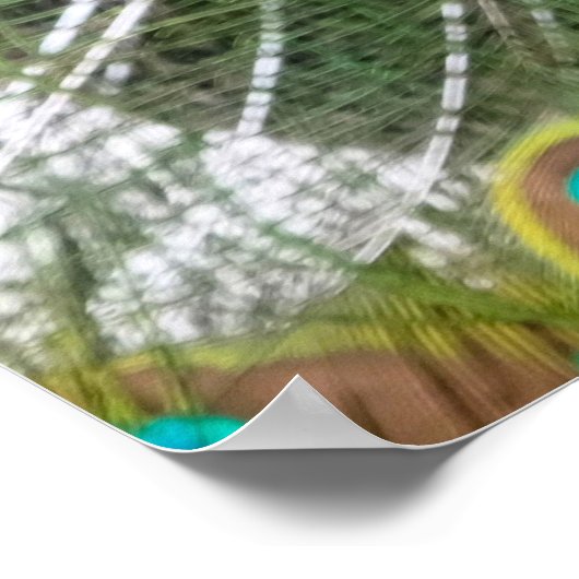 Vibrant Peacock Feathers Poster (Hoek)