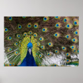 Vibrant Peacock Feathers Poster (Voorkant)