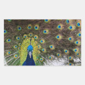 Vibrant Peacock Feathers Rechthoekige Sticker (Voorkant)