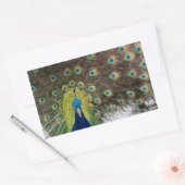 Vibrant Peacock Feathers Rechthoekige Sticker (Envelop)