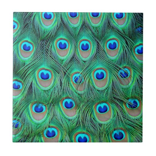 Vibrant Peacock Feathers Tegeltje (Voorkant)