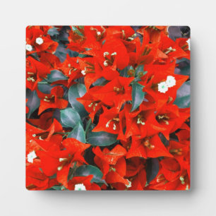 Vibrant Red Bougainvillea Flowers Fotoplaat