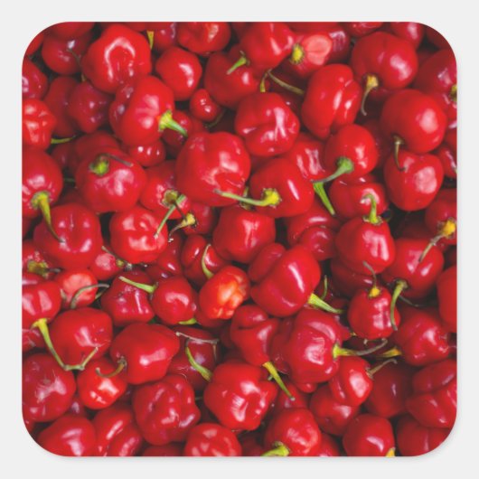 Vibrant Red Chili Pepper Harvest Vierkante Sticker (Voorkant)