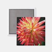 Vibrant Red Dahlia Flower Photography Magnet (Voorkant / Achterkant)