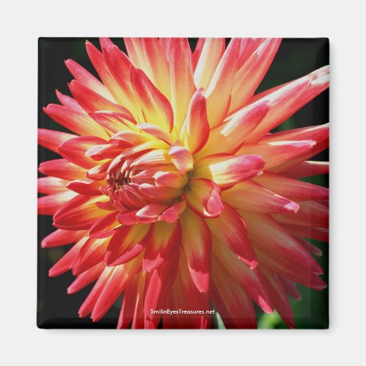 Vibrant Red Dahlia Flower Photography Magnet (Voorkant)