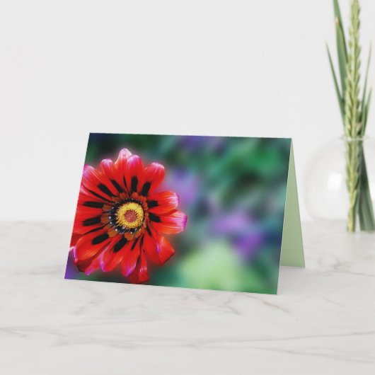 Vibrant Red Flower Gazania Floral, Blank Greeting Kaart (Voorkant)