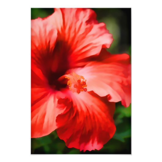 Vibrant Red Hibiscus Illustratie Foto Afdruk (Voorkant)