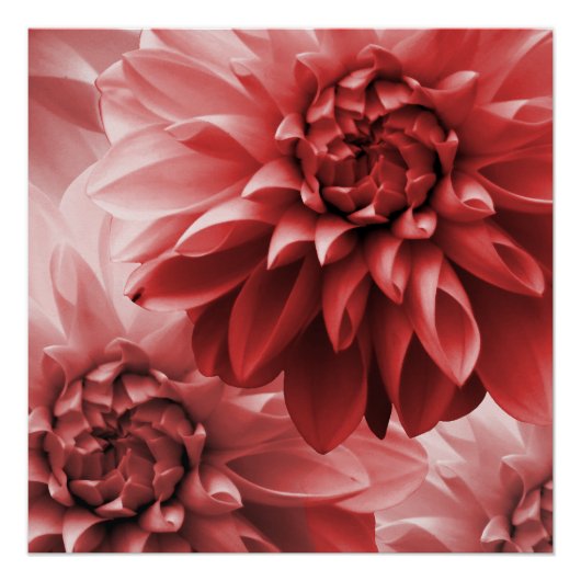 Vibrant Red monotone dahlia Perfect Poster (Voorkant)
