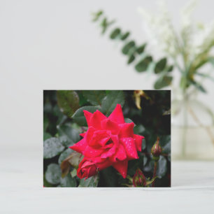 Vibrant Red Rose Briefkaart