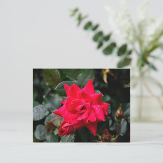 Vibrant Red Rose Briefkaart (Staand voorkant)