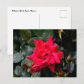 Vibrant Red Rose Briefkaart (Voorkant / Achterkant)