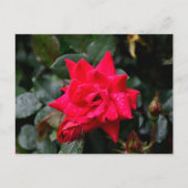 Vibrant Red Rose Briefkaart (Voorkant)