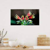 Vibrant Red Yellow Parrot Lily Poster (Keuken)