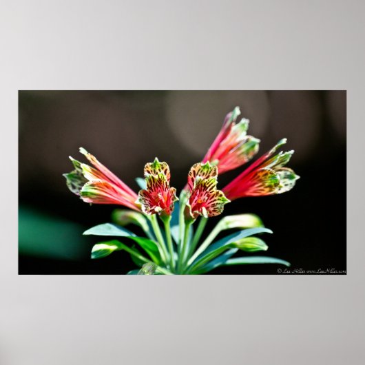 Vibrant Red Yellow Parrot Lily Poster (Voorkant)