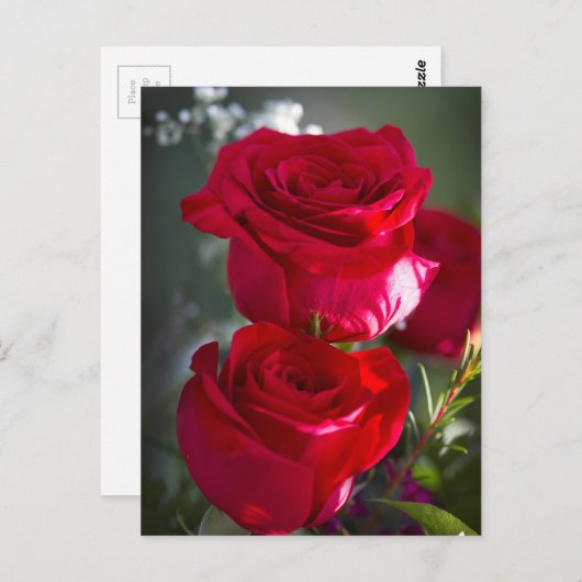 Vibrant Romantic Red Roses Briefkaart (Voorkant / Achterkant)