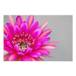 Vibrant Roze Cactus flower Petals Foto Afdruk