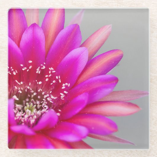 Vibrant roze cactus ventilatorbenzine glazen onderzetter (Voorkant)